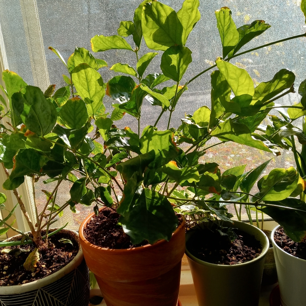 Plant